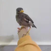 راهب و گرین چیک و مرغ مینا|پرنده|قم, قلعه کامکار|دیوار