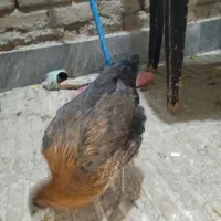 مرغ و خروس نیمچه|حیوانات مزرعه|پاکدشت, پاکدشت (مامازند)|دیوار