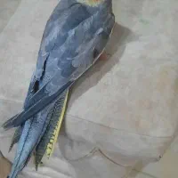 فروش عروس هلندی