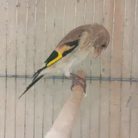 جوجه سهره
