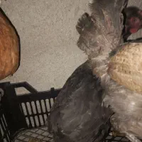 تعدادی مرغ جوان گلین|حیوانات مزرعه|رباط‌کریم, الارد|دیوار