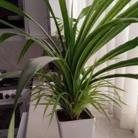 گل طبیعی|گل و گیاه طبیعی|کاشمر, |دیوار