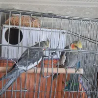 فروش دوعدد عروس هلندی نر وماده سالم و|پرنده|خمین, |دیوار