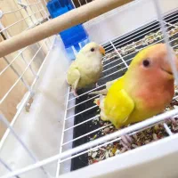 طوطی برزیلی دستی کامل