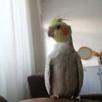 عروس هلندی|پرنده|بیرجند, |دیوار