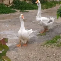 قوغاز
