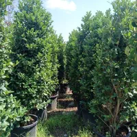 کارشناس و مشاور گل و گیاه و دفع آفات|گل و گیاه طبیعی|تهران, آبشار تهران (دریاچه)|دیوار