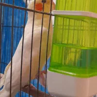 عروس هلندی|پرنده|پیر بکران, |دیوار