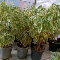 فروش ویژه گل‌های آپارتمانی بنجامین فقط ۲۵۰