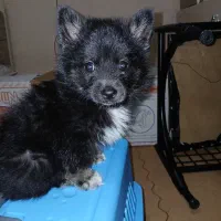 توله سگ پامر ۳ ماهه