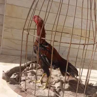 خروس لاری ۱۰ ماهه اصل قلم سبز