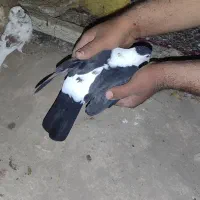 کفتر افغانی|پرنده|کاشان, گریه|دیوار