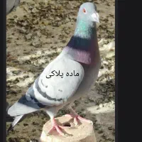 یک جفت پلاکی اصل|پرنده|ابریشم, |دیوار