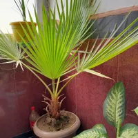 درخت خرمای اصل و جنوبی کاشته شده ۷ساله