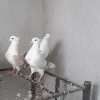 نباتی.کاغذی.پلنگ