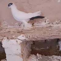 کفتر|پرنده|سده (خراسان جنوبی), |دیوار