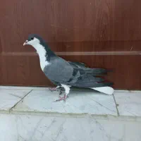 کبوتر دمگیر دوبحر ماده گرفتنی|پرنده|خمینیشهر, |دیوار