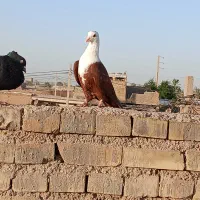 کبوتر کله سفید نر|پرنده|کارون, |دیوار