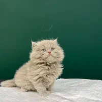 بریتیش لانگ هیر رنگ لیلاک (عکس مجموعه)