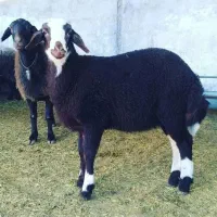 گوسفند   زنده   در   رباط کریم   شبانه روزی