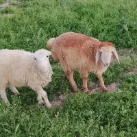 دورس بره نر ماده