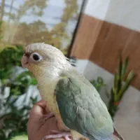 گرینچیک دستی