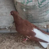 کفتر سرخ دم سفید نر معاوضه