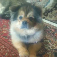 سگ پامرین خرسی نر مناسب جهت نسل کشی