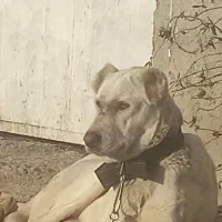 فروش ماده آماده جفتگیری با توله دهی عالی