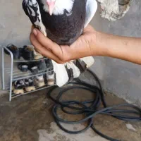 کبوتر|پرنده|اردل, |دیوار