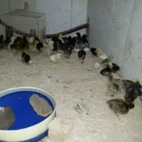 جوجه مرغ وخروس دورگه گلپایگان ابریشمی برهما کاکل