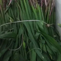 بنسور