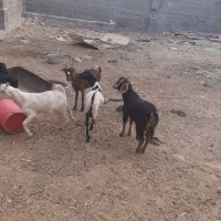 تعدادی کره گوشی