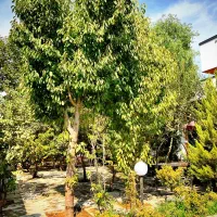 زمین هزارمتری فروش و معاوضه