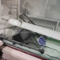 آکواریوم همراه با وسایل|ماهی|مشهد, شهید بهشتی|دیوار