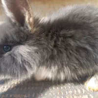 جوجه خرگوش لوپ دوعدد طوسی وسفید سیاه