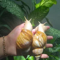 حلزون زیبایی پوست فیشیال مولد،سوپر مولد استارتر