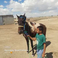 اسب ترکمن|اسب و تجهیزات اسبسواری|گنبد کاووس, |دیوار