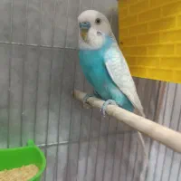 مرغ عشق بدون قفس سالم|پرنده|طبس, |دیوار