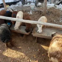 بره جمعی|حیوانات مزرعه|تربت جام, میان جام|دیوار