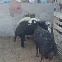 3راس میش عشقی قوچ خورده