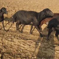 شیشک قوچ موسیم