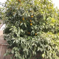 نارنج فروشی