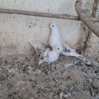 کبوتر دوازده جفت سرور و زرد کالکی و کاکل پاپر|پرنده|باقرشهر, |دیوار