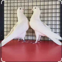 جوجه گم کردم