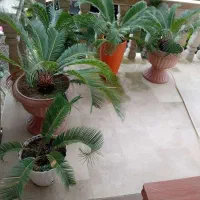 گل و گیاه|گل و گیاه طبیعی|کلاچای, |دیوار