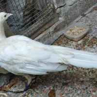 طاووس سفید مصری