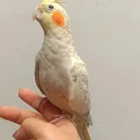 عروس هلندی گمشده