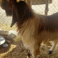 سارین پاکستانی دوساله داشتی نسل عالی