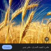 گندم فرانسوی